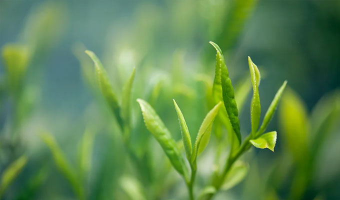 你了解茶葉最佳的沖泡方法嗎？